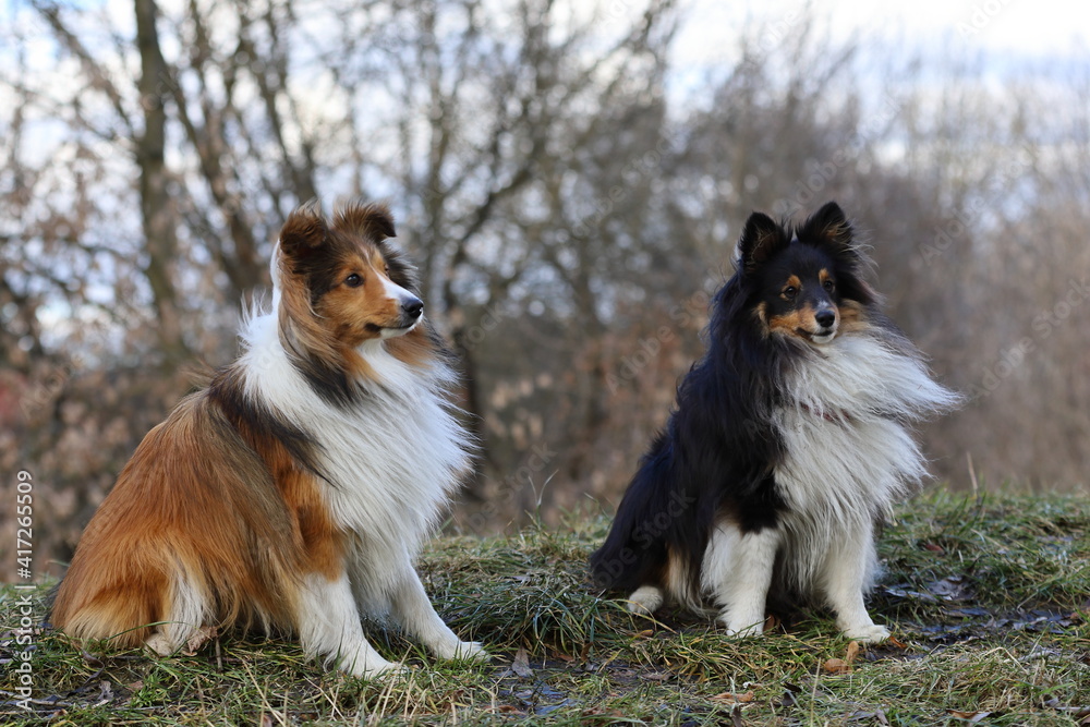Shetland Sheepdog Sheltie, two dogs sitting politely in the grass