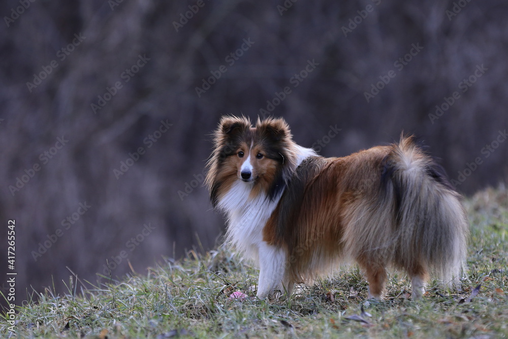 portrait of a dog, Shetland Sheepdog