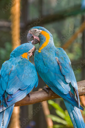 The blue-throated macaw (Ara glaucogularis; previously Ara caninde) is a macaw endemic to a small area of north-central Bolivia. 
This species was designated by law  as a natural patrimony of Bolivia. photo