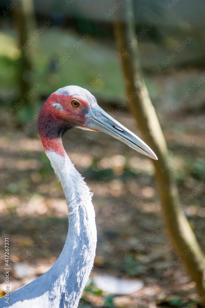Fototapeta premium the close image of Sarus crane The sarus crane is a large non-migratory crane found in parts of the Indian Subcontinent, Southeast Asia and Australia, the tallest of the flying birds