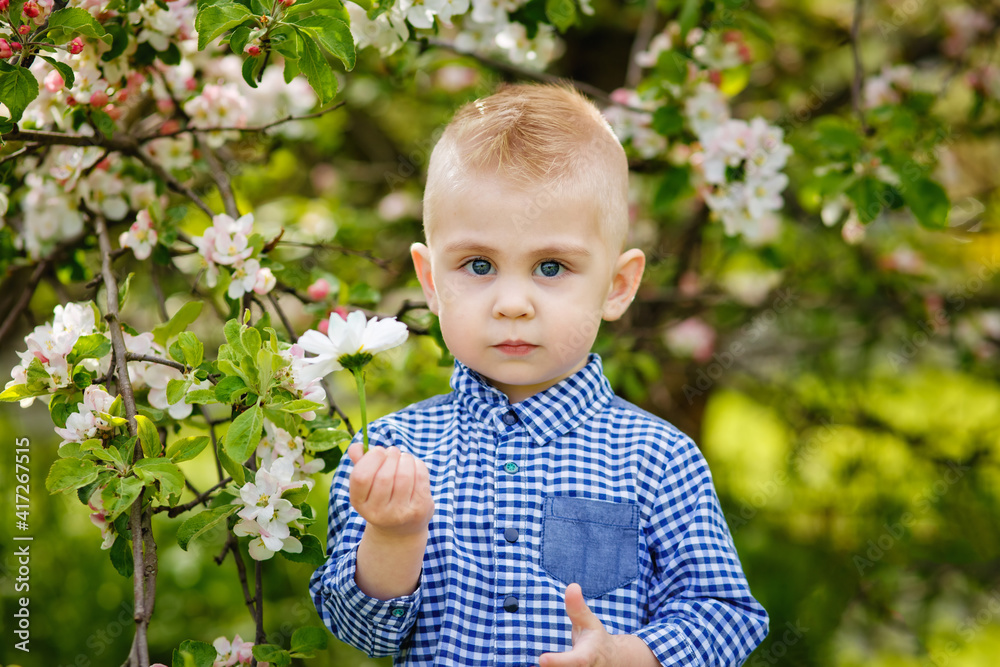 A cute blond boy in a blue shirt near a blooming white apple tree. The garden is in full bloom in spring. A cute blond boy in a blue shirt near a blooming white apple tree. The garden is in full bloom in spring.