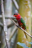 A hybrid  lorikeet is perching on the branch in Jurong Bird Park SIngapore, most probably between a Trichoglossus and Eos.
