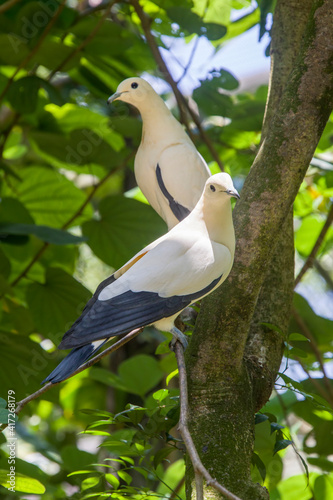 The Pied imperial pigeon (Ducula bicolor)stand on the branch. 
It is a relatively large, pied species of pigeon. It is found in forest, woodland, mangrove, plantations and scrub in Southeast Asia