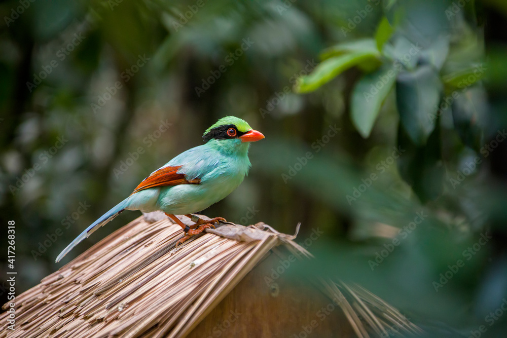 The common green magpie (Cissa chinensis) is a member of the crow family. In the wild specimens are usually a bright green colour. 
This bird seeks food both on the ground and in trees.