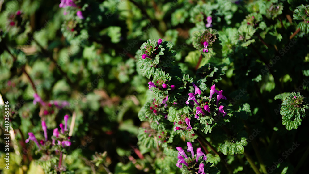 wild flowers in the meadow