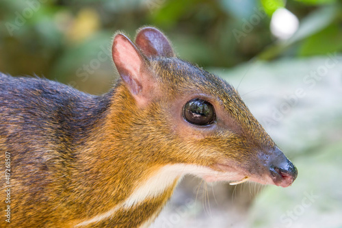 the closeup image of Lesser mouse-deer(Tragulus kanchil)
The smallest known hoofed mammal,found widely across Southeast Asia.  photo