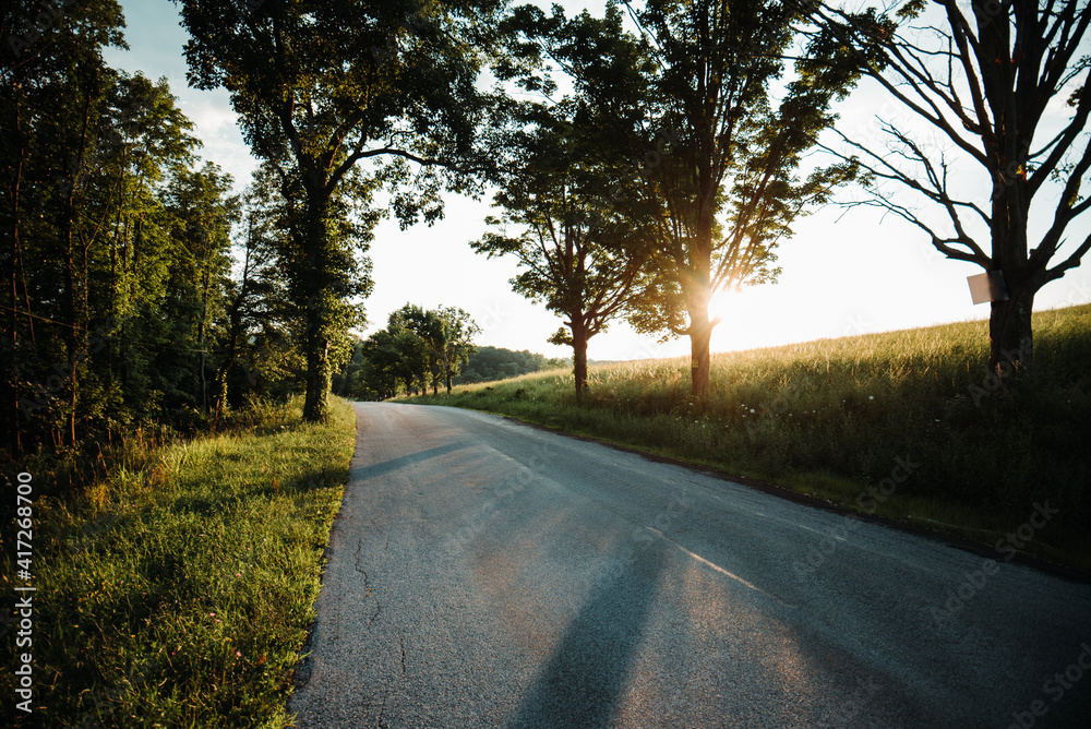 Fototapeta premium road in the woods