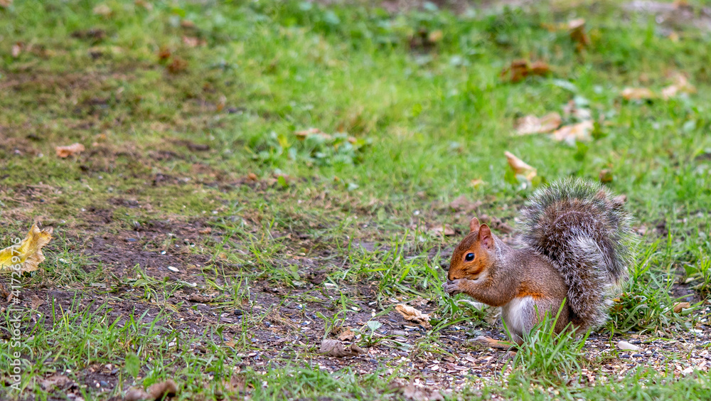 Squirrel on the lookout for food early morning. Squirrel on the lookout for food early morning.