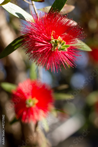 red dahlia flower