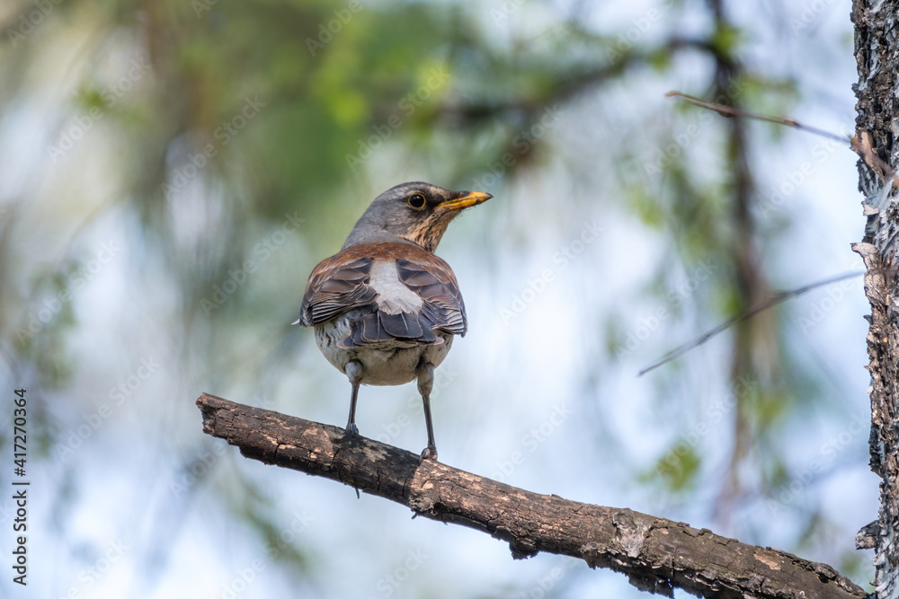 Fieldbird sits on a branch in spring with a blurred background. Fieldbird sits on a branch in spring with a blurred background.