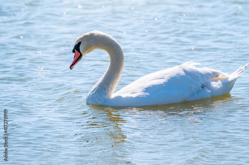 Graceful white Swan swimming in the lake  swans in the wild. Portrait of a white swan swimming on a lake.