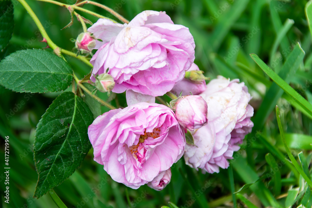 Bouquet of small wild roses in tropical garden of Central America, organic gift natural and aromatic flowers.