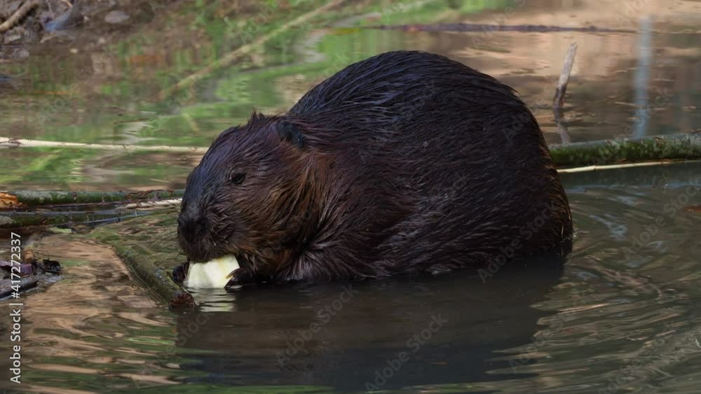 Beaver eating apple. Animal sitting in lake, Static shot Beaver eating apple. Animal sitting in lake, Static shot