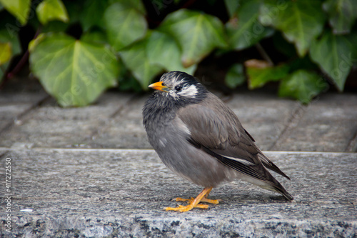 都市の野鳥ムクドリの写真小鳥