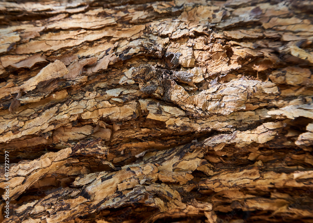 tree bark texture