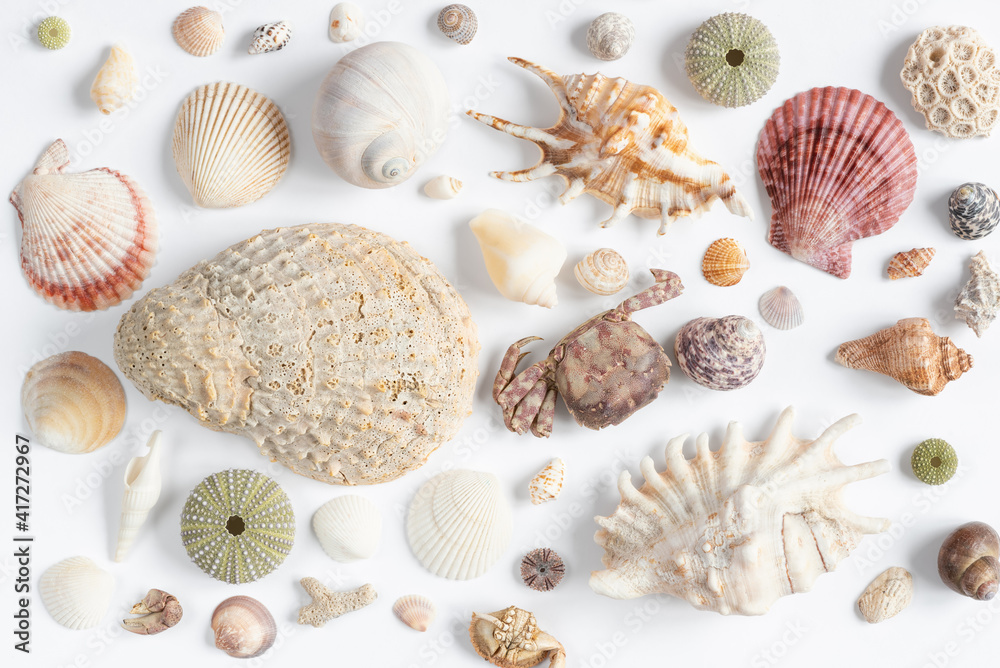 Various sea shells on a white backdrop. Natural marine theme background with copy space. Various sea shells on a white backdrop. Natural marine theme background with copy space.