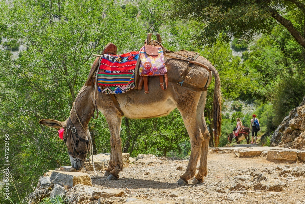 Donkey Crete Greece