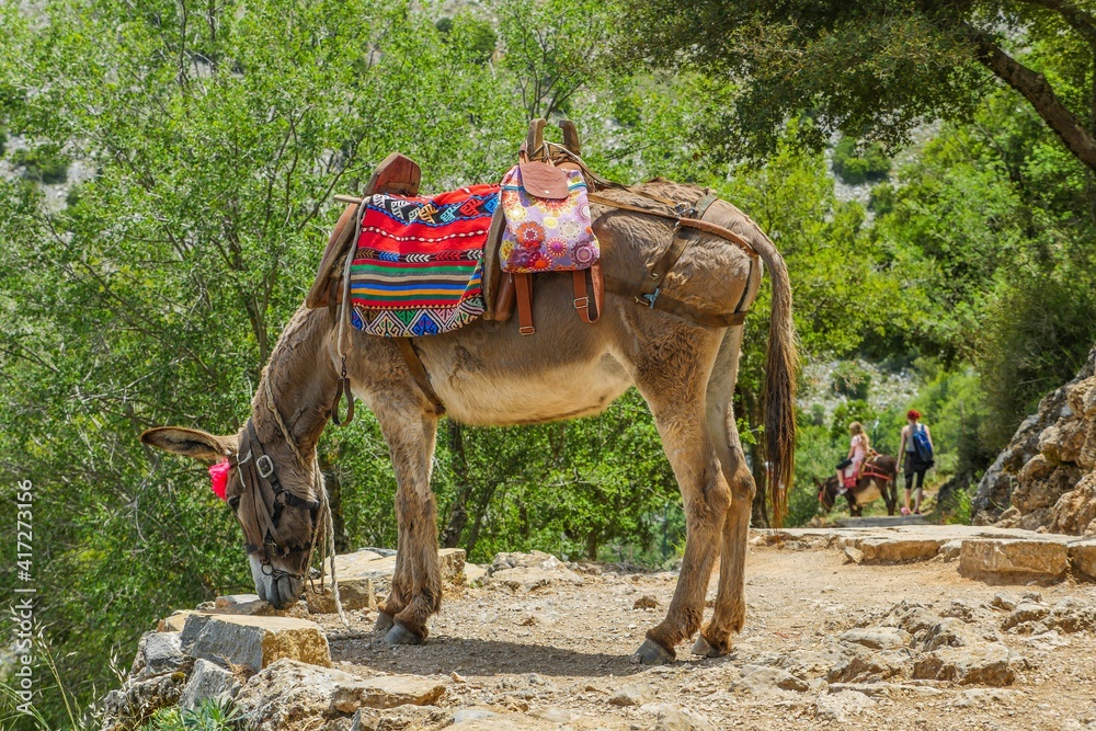 Naklejka premium Donkey Crete Greece