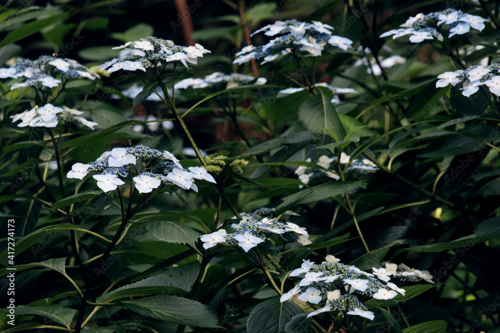 Obraz premium 紫陽花