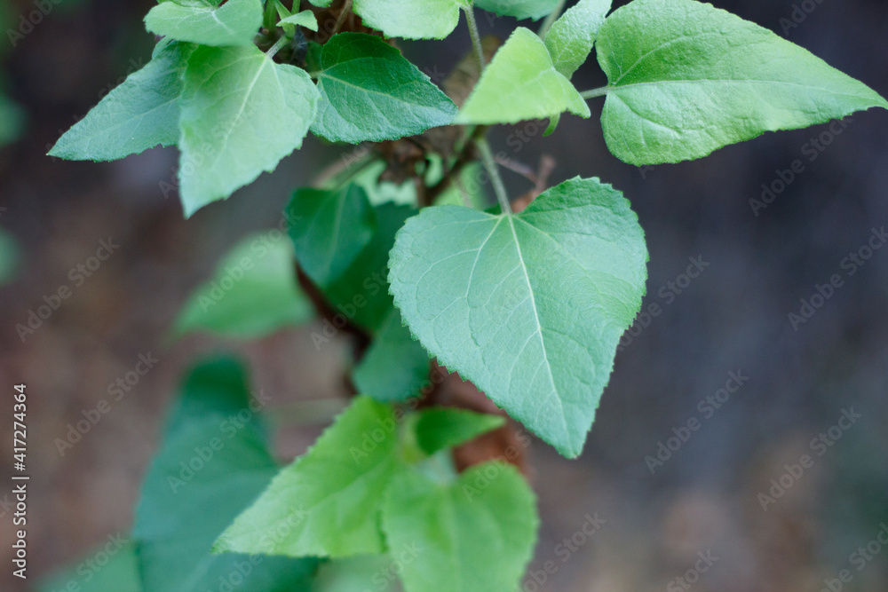 Green simple alternate distally acute proximally cordate dentately margined leaves of Canyon Sunflower, Venegasia Carpesioides, Asteraceae, native monoclinous shrub in Topanga State Park, Winter. Green simple alternate distally acute proximally cordate dentately margined leaves of Canyon Sunflower, Venegasia Carpesioides, Asteraceae, native monoclinous shrub in Topanga State Park, Winter.