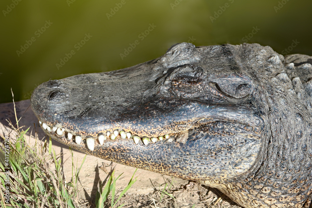 Naklejka premium Alligator head looking left