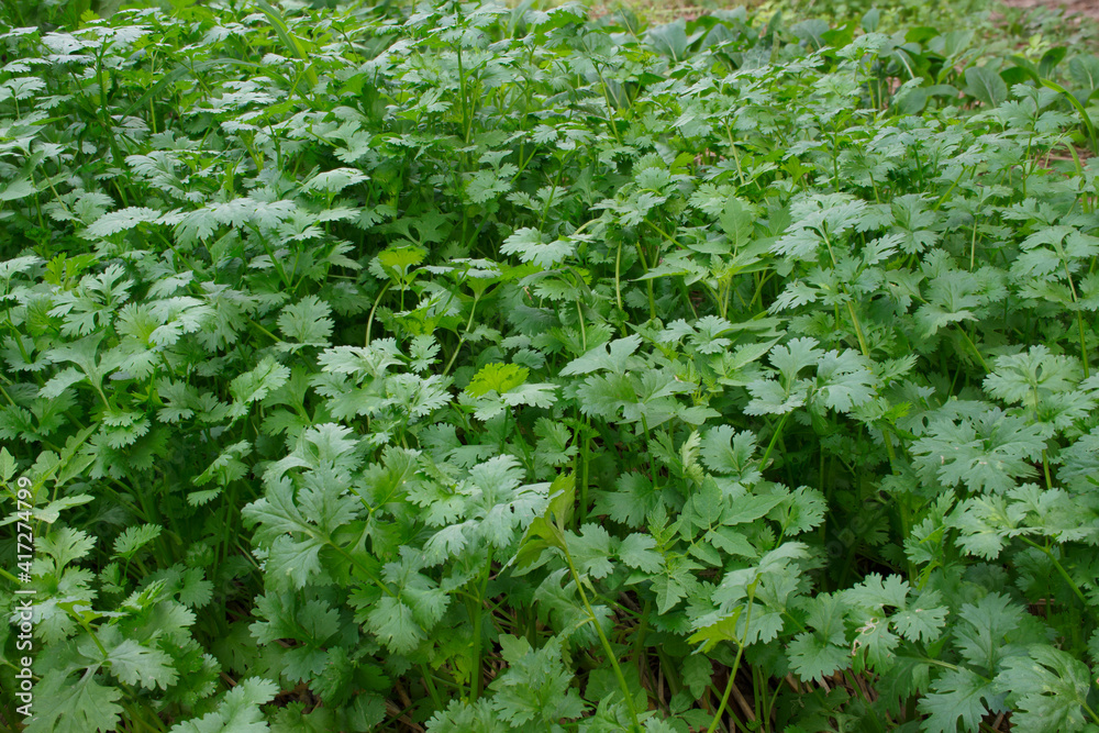 Coriander garden in organic farm. For use in Thai food. Coriander garden in organic farm. For use in Thai food.