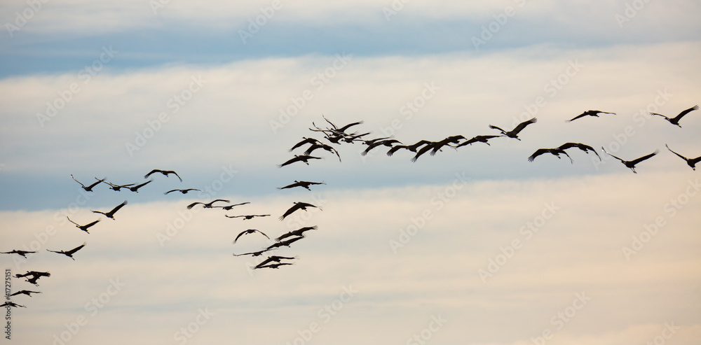 Fototapeta premium Large flock of cranes flying in sky. High quality photo
