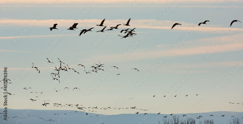 Fototapeta premium Flock of cranes flying against cloudy sky, spring migration