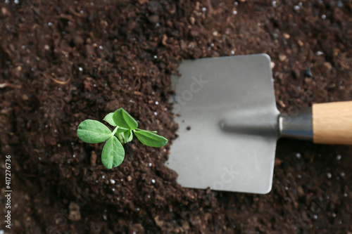 Fresh green seedling sprout...