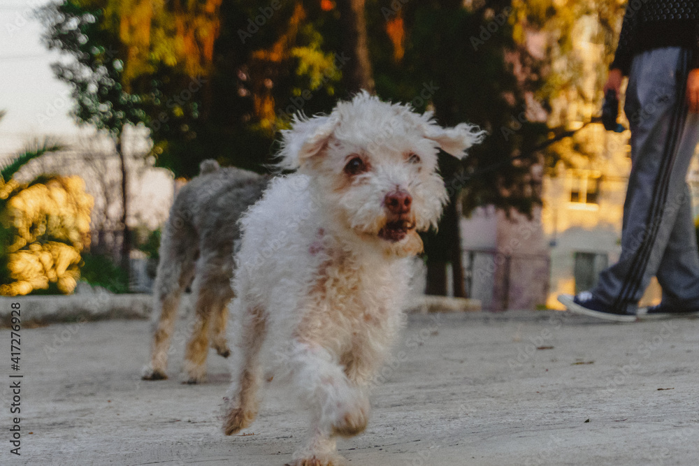 perrito con pelaje chino el cual esta paseando en un parque con perritos de fondo perrito con pelaje chino el cual esta paseando en un parque con perritos de fondo
