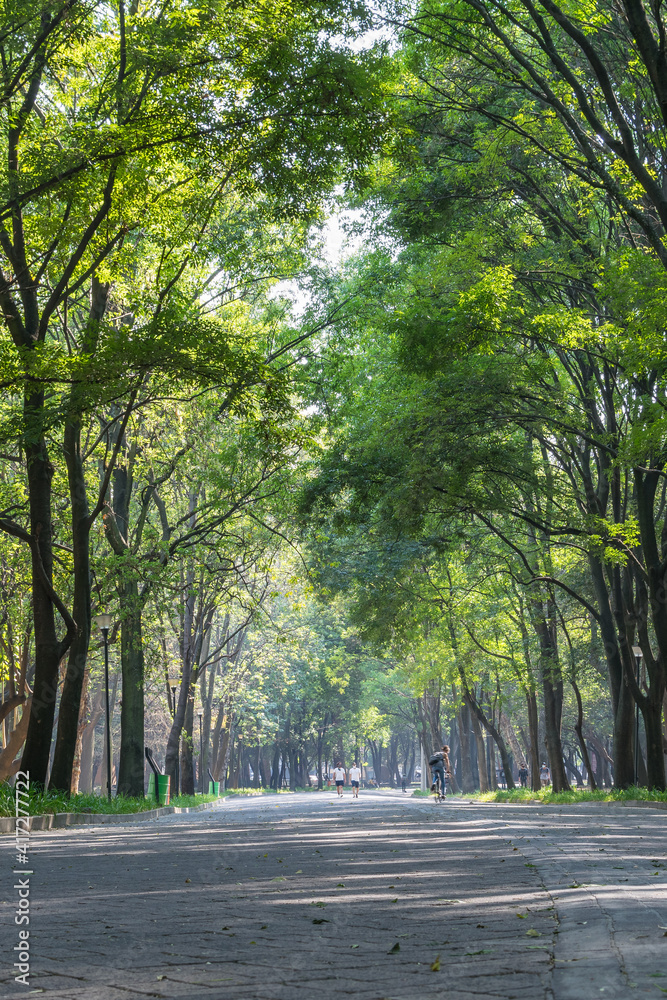 alley in the park chapultepec forest México city alley in the park chapultepec forest México city