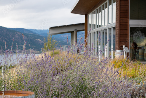 Terrace overlooking a modern vineyard and Lake Okanagan in BC, Canada.
