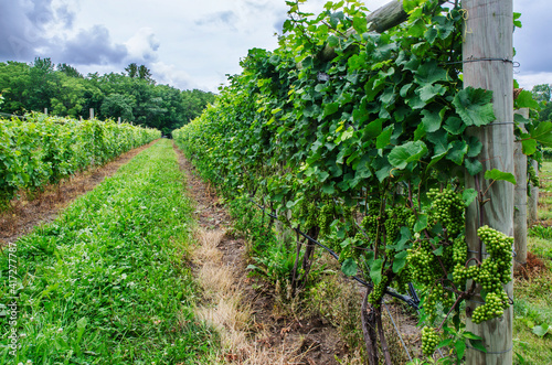 627-02 Grapes in The Vineyard