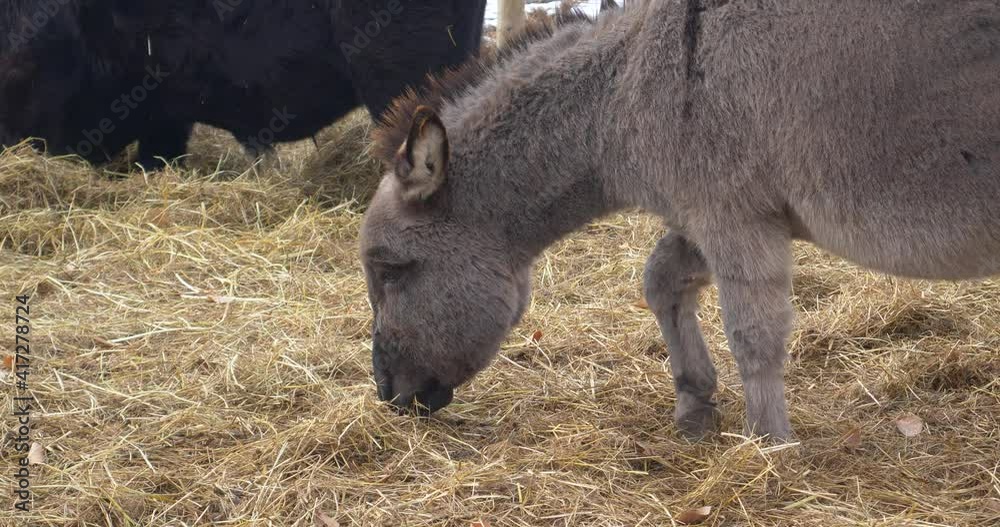 Hungry grey donkey with the black mouth eating dry hay, Hungry grey donkey with the black mouth eating dry hay,