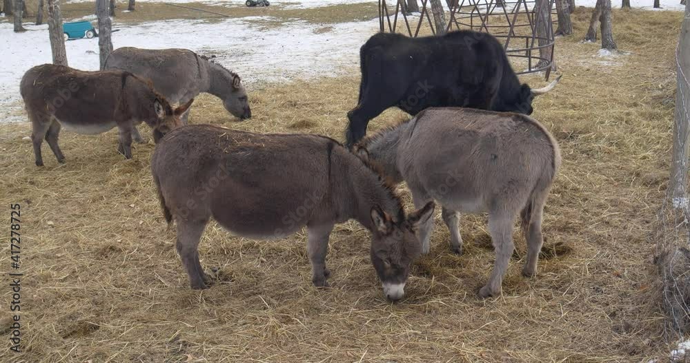 Donkeys and a black bull grazing in an enclosed compound, Black bull feeding on the dry grass. Donkeys and a black bull grazing in an enclosed compound, Black bull feeding on the dry grass.