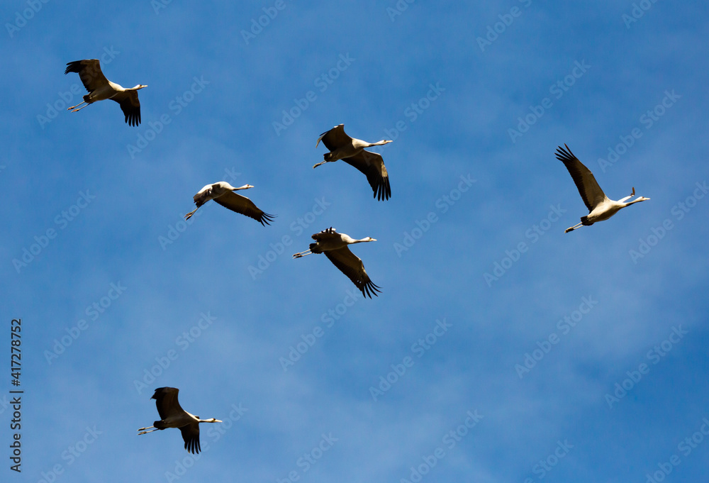 Fototapeta premium Birds in flight. Flock of cranes returning from warm lands in blue spring sky..