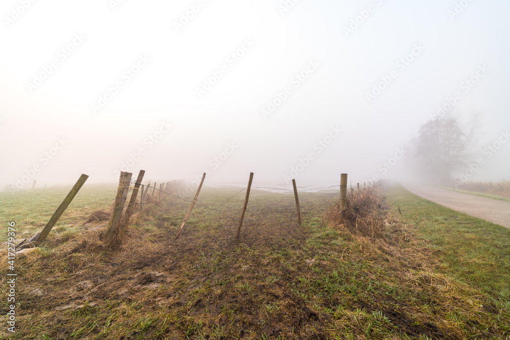 meadow in the fog