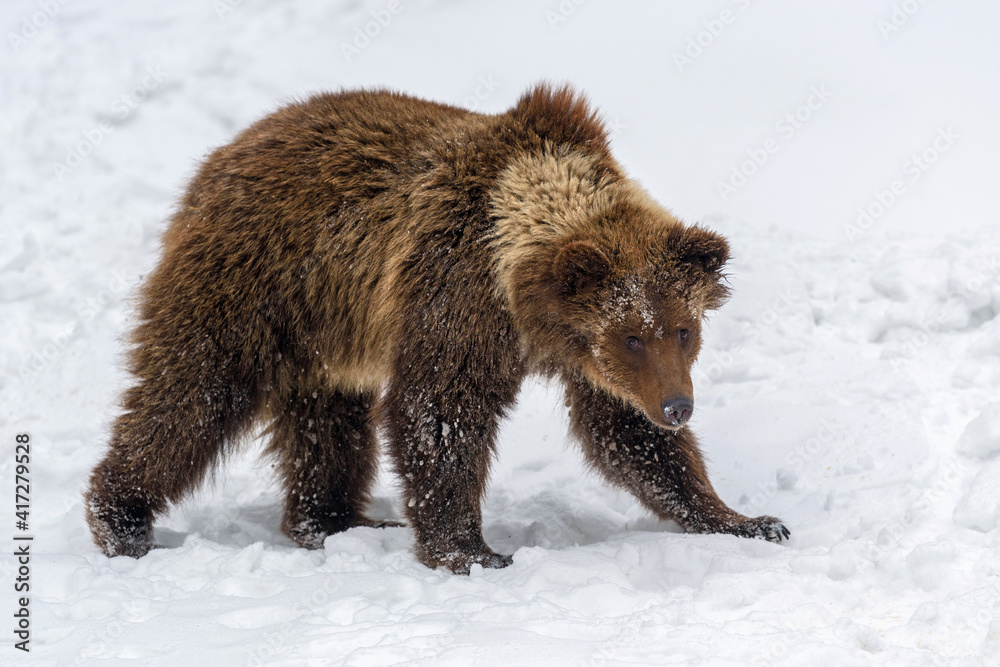 Obraz premium Wild adult Brown Bear (Ursus Arctos) in the winter forest. Dangerous animal in natural habitat