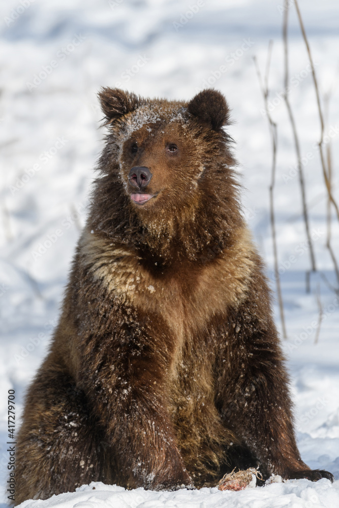 Obraz premium Wild adult Brown Bear (Ursus Arctos) in the winter forest. Dangerous animal in natural habitat