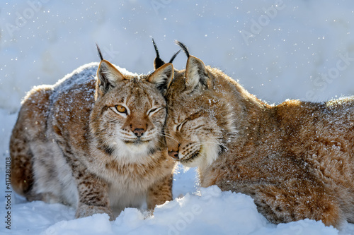 Two Lynx in the snow. Wildlife scene from winter nature