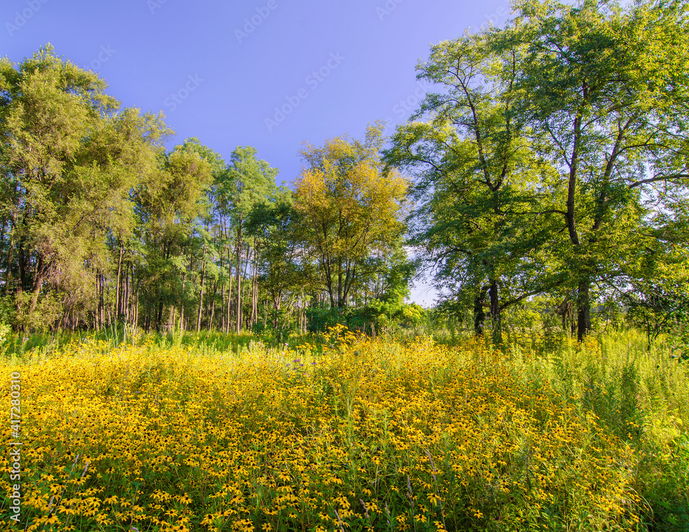 627-26 Black-Eyed Susans at Rock Run FP 627-26 Black-Eyed Susans at Rock Run FP