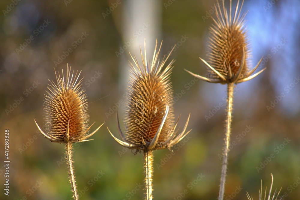 Obraz premium Flowers in the evening biotope 