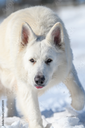 White Swiss Shepherd dog running on snow © byrdyak
