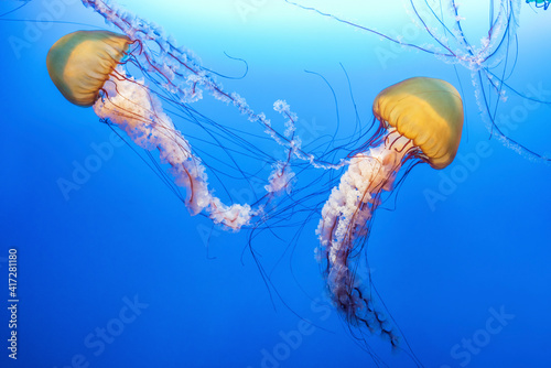 Orange jellyfish (Chrysaora fuscescens or Pacific sea nettle) in blue ocean water © leeyiutung
