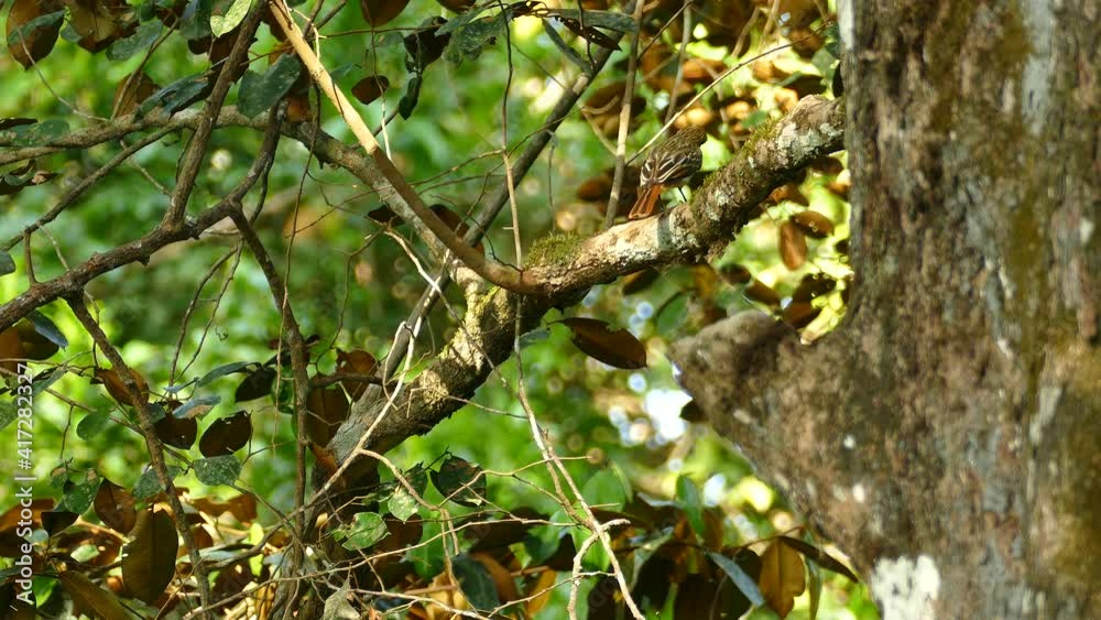 Little bird walks hopping on tree branch and then fly off from plant. Static shot Little bird walks hopping on tree branch and then fly off from plant. Static shot
