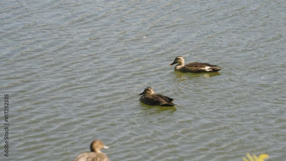 A Pair Of Northern Pintail Ducks Swimming On A Lake Near Tokyo, Japan - high angle shot A Pair Of Northern Pintail Ducks Swimming On A Lake Near Tokyo, Japan - high angle shot