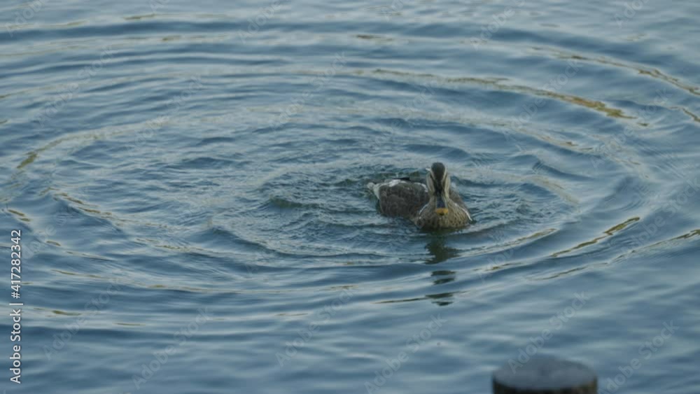 Eastern Spot-Billed Duck Is Splashing Water And Grooming Itself In A Peaceful Lake. - Medium Shot Eastern Spot-Billed Duck Is Splashing Water And Grooming Itself In A Peaceful Lake. - Medium Shot