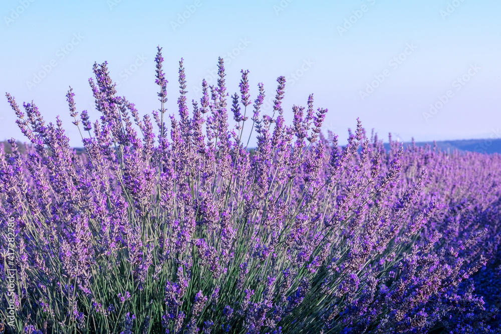 Obraz premium Lavender flowers in a field, against a blue sky