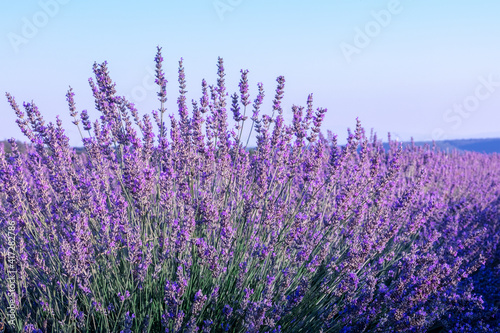 Lavender flowers in a field, against a blue sky