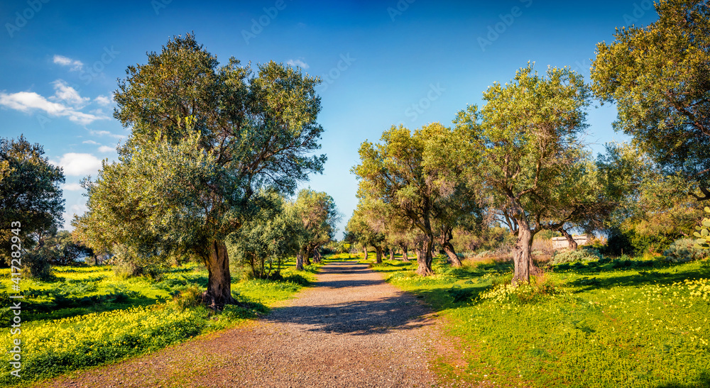 Fototapeta premium Beautiful springscenery. Colorfulmorning scene of olive garden. Picturesque spring view of Milazzo cape, Sicily, Italy, Europe. Beauty of nature concept background.